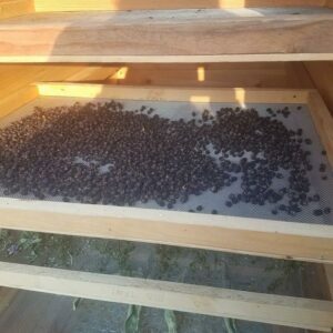 Berries dehydrating in food dehydrator.