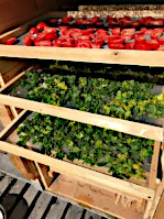 A tray of tomatoes and 2 trays of vegetables reading for dehydrating.